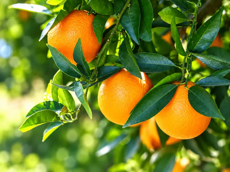 Cultivo de citros